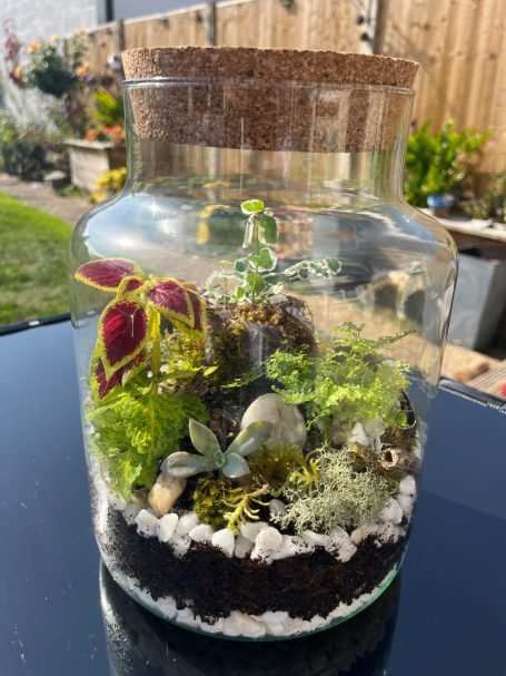 Closed Terrarium Large