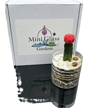 Layered Open Terrarium Kit box with Finished Terrarium and cactus Layered Open Terrarium Kit box with Finished Terrarium and a cactus