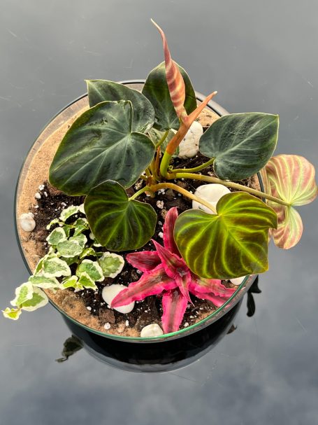 Open Terrarium Arrangement