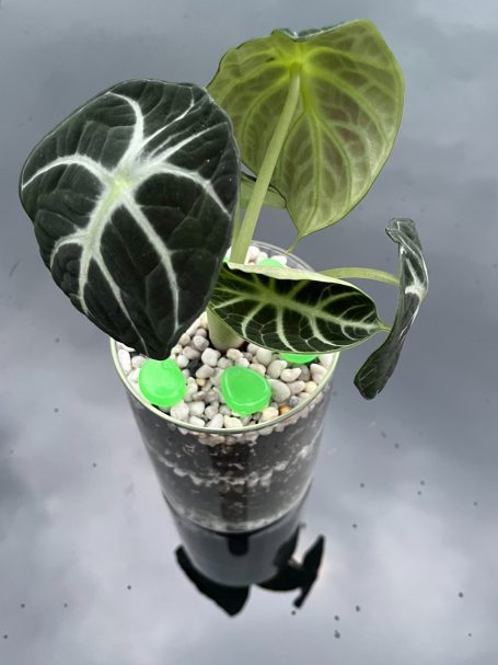 Layered Open Terrarium