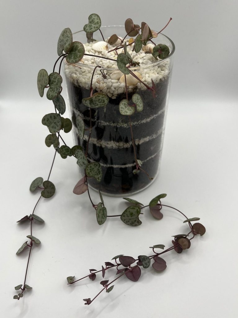 Open Layered Terrarium - String Of Hearts Open Layered Terrarium with String Of Hearts