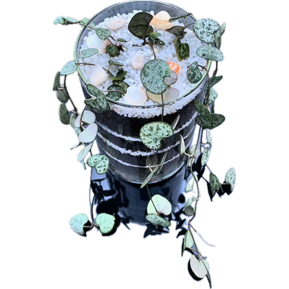 Layered Open Terrarium - String Of Hearts